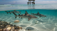 sharks in panama city beach