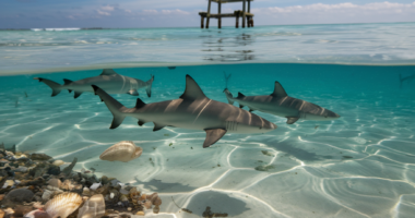 sharks in panama city beach