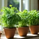 Growing Kinza Herb at Home