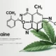 Illustration of the cocaine chemical structure C17H21NO4 with labeled atoms and coca leaves in the background.