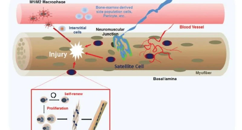 Myosatellite cell in mucles