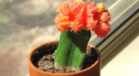 A vibrant Moon Cactus in a clay pot placed on a sunny windowsill, showing its red and yellow top clearly.