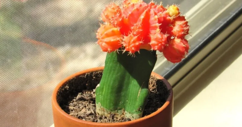 A vibrant Moon Cactus in a clay pot placed on a sunny windowsill, showing its red and yellow top clearly.