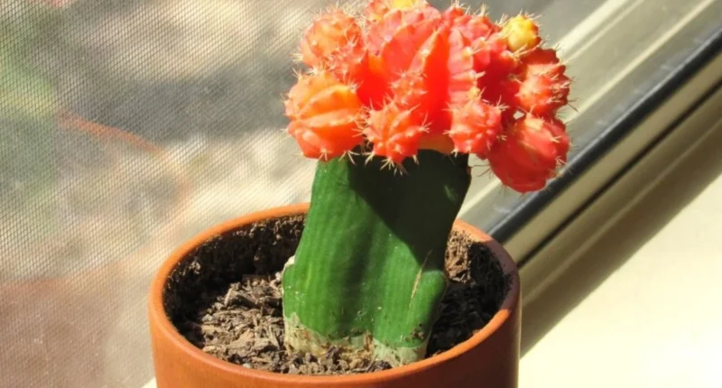 A vibrant Moon Cactus in a clay pot placed on a sunny windowsill, showing its red and yellow top clearly.