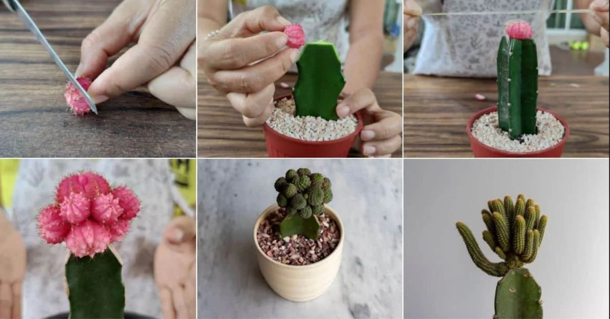 steps to graft moon cactus
